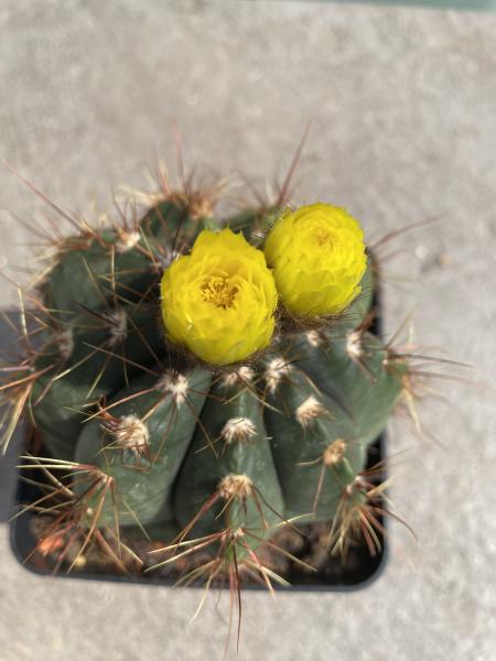 Notocactus ottonis